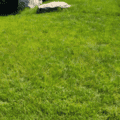 Native Turf Grass Mix for sustainable, drought-tolerant lawn solutions. Perfect for eco-friendly lan.
