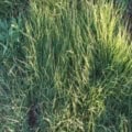 Native turf grass mix for sustainable lawn and landscape use.