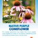 Native Purple Coneflower