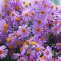 Aster novae-angliae, a vibrant purple New England Aster, blooms beautifully in late summer and fall.