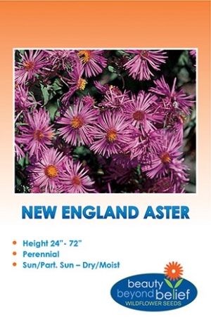 New England Aster Wildflower Seeds
