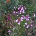 Bright pink and white Snapdragon and Linaria maroccana flowers in a lush garden setting.