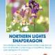 Northern Lights Snapdragon