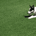 Perennial ryegrass lawn with a Border Collie dog lying on the grass.