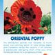 Oriental Poppy Wildflower Seeds