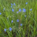 Revegetation Grass and Wildflowers Mix