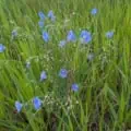 Revegetation Grass and Wildflowers Mix