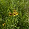 low maintenance grass and wildflowers