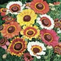Bright Glebionis carinatum daisies with vibrant yellow, white, pink, and orange petals in a lush gar.