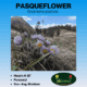 pasqueflower tag