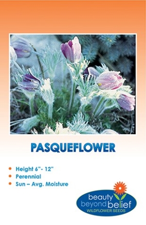 Pasqueflower Wildflower Seeds