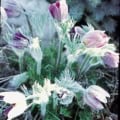 Close-up of Pasqueflower (Anemone patens) blooming in the wild.