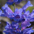 Penstemon venustus, Blue Mountain variety, showcasing vibrant blue flowers.