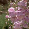 Pink Penstemon Palmer flower in bloom, native plant for gardens.