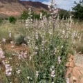 Penstemon palmeri blooming in desert landscape, showcasing its tall spikes of pale pink flowers.
