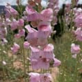 Pink Penstemon Palmer flower with tall spikes and vibrant blossoms.