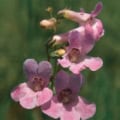 Penstemon secundiflorus with pink sidebells flowers.