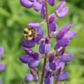 A single stalk of Blue Lupine with a visiting bumblebee.