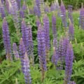 A beautiful meadow of Blue Lupine flower stalks above green leaves.