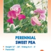 Perennial Sweet Pea