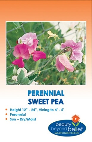 Perennial Sweet Pea