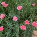Pink Shirley poppies in a garden setting.