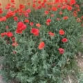 Bright red Shirley poppies in a garden setting.