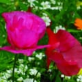 Bright pink and red Shirley poppies in a garden setting.