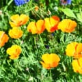 Golden West California poppy in full bloom with vibrant orange petals.