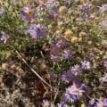 Aster Prairie flower in bloom with purple petals and yellow centers, native to prairie landscapes.