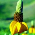 Close-up of a Ratibida columnifera, also known as Prairie Coneflower, showcasing its distinctive elo.
