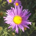 Aster Prairie Machaeranthera tanacetifolia, a native wildflower with purple petals and yellow center.