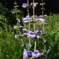 Penstemon grandiflorus blooming in a prairie garden with green foliage.