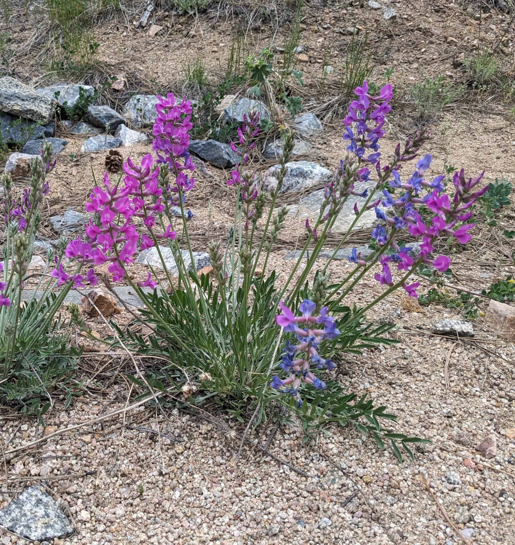 Locoweed, Purple – Oxytropis lambertii | BBB Seed
