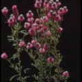 Vibrant purple Dalea purpurea flowers of Purple Prairie Clover plant.
