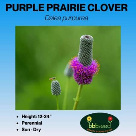 purple prairie clover