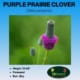 purple prairie clover