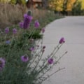 Purple Prairie Clover flowers along a rural roadside with trees and a wooden house in the background.
