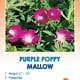 Purple Poppy Mallow Wildflower Seeds
