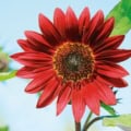 Red sunflower bloom with vibrant petals and lush green foliage against a clear blue sky.