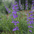 Penstemon strictus in bloom with vibrant purple flowers in a garden setting.
