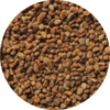 Close-up photo of Rocky Mountain Penstemon seeds.