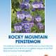 Rocky Mountain Penstemon