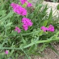Bright pink catchfly flowers in a garden setting.