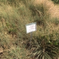 Photo of Sideoats Grama, Butte variety.