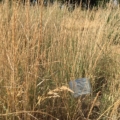 Photo of Slender Wheatgrass, Pryor variety.