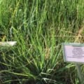 Switchgrass, Panicum virgatum VNS, a native grass ideal for bioenergy and forage applications.