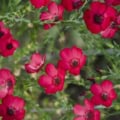 Scarlet Flax flowers with vibrant red petals and dark centers, ideal for garden beauty and attractin.