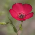 Scarlet flax flower with vibrant petals and dark center, blooming in a natural garden setting.