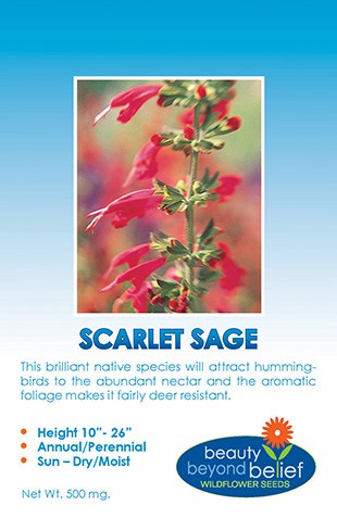 Scarlet Sage Wildflower Seeds